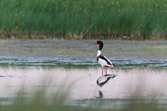 Common Shelduck Tadorna tadorna male