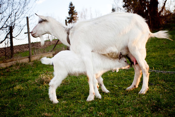 Obraz premium Goat and goatling