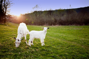 Obraz premium Goat and goatling