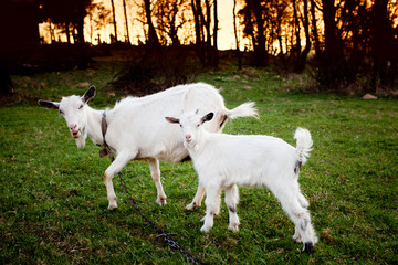 Obraz premium Goat and goatling