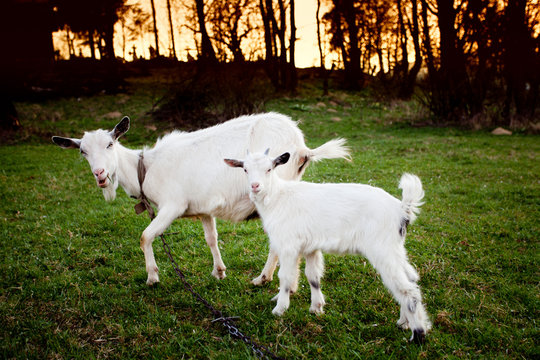 Goat and goatling