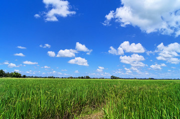Rice field