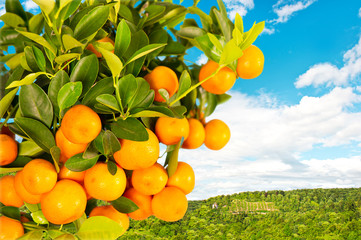 orange tree on nature background