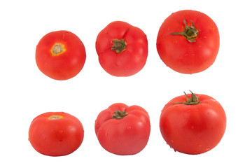 tomatoes on a white background