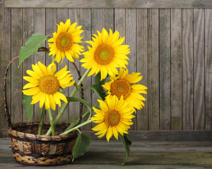 Obraz premium Sunflowers, Helianthus annuus