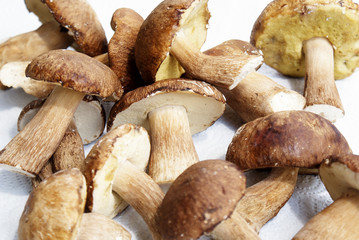 Ceps