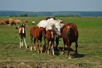 Horses on pasture