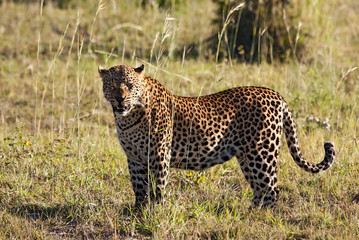 Leopard standing in long grass in the sun looking