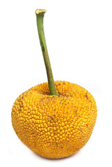 Wild jackfruit known as Chambol in South Asia