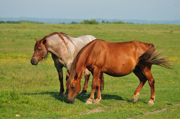 Horses on pasture