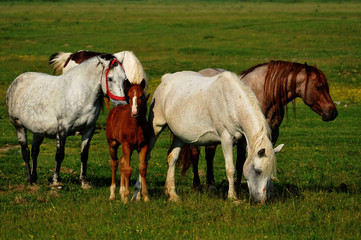 Naklejka na ściany i meble Horses on pasture