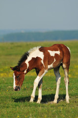 Fototapeta na wymiar Foal in the meadow