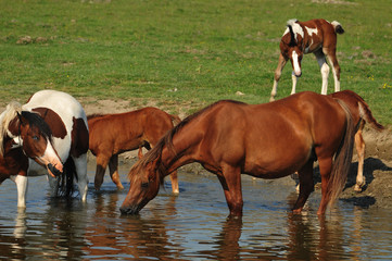 Obraz premium horses on the watering hole