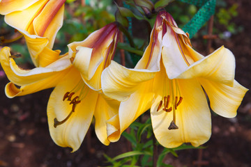 Schwertlilie © Swetlana Wall