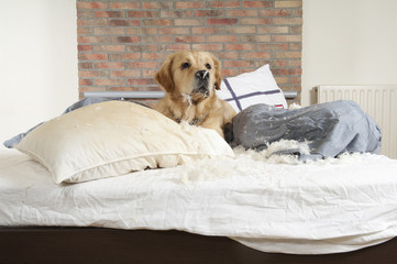 Golden retriever demolishes pilliow