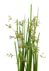 Green grass in Japanese style