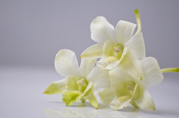 Obraz na płótnie Canvas Нежные цветки орхтдеи на светлом фоне