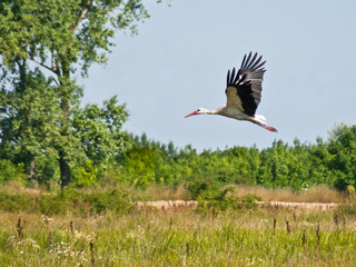 flying stork