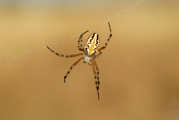 Araña tigre