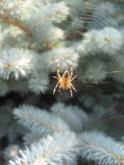 Spider and the spiderweb