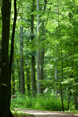 Obraz premium Buchen