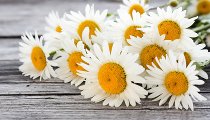Obraz premium bouquet of daisies