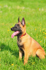 belgian sheepdog