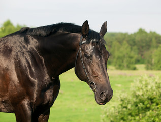 portrait of nice horse in  field