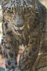 Snow Leopard
