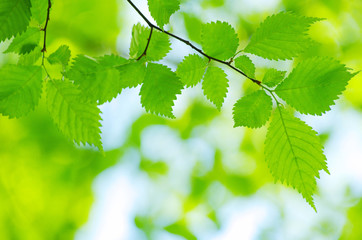 green leaves