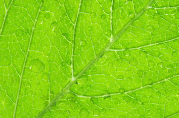 structure of leaf