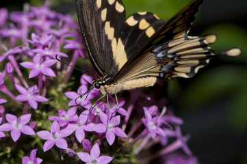 Swallowtail Close-up
