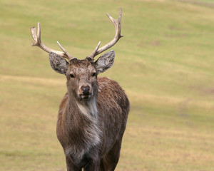 majestic deer on autumn background