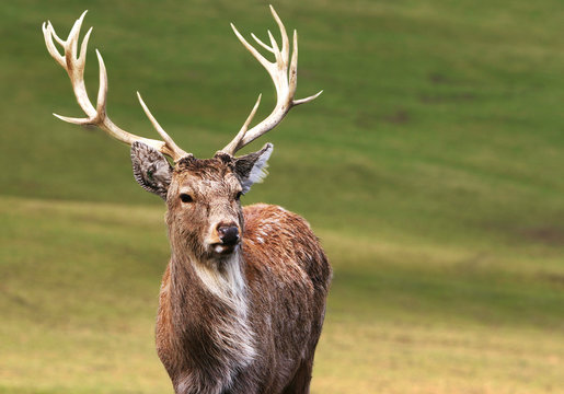 majestic deer on autumn background