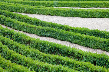 Gartenanlage mit Buchs