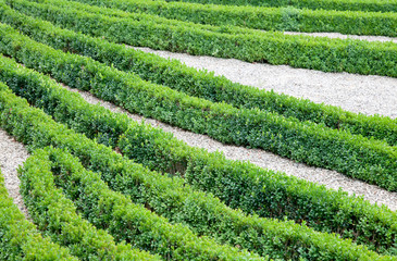Gartenanlage mit Buchs