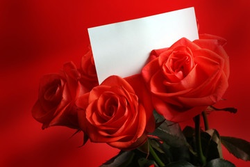 red rose with card