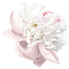 White peony flower - 33801630