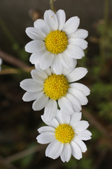 Papatya