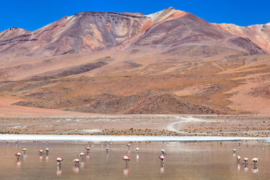 Laguna Celeste, Altiplano, Bolivia, South America