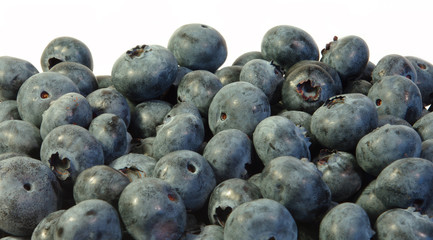 Blueberries at white background