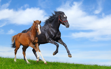 Black mare and sorrel foal gallop