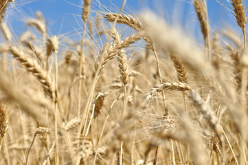 Fototapeta premium grain and sky