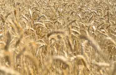 Grain field