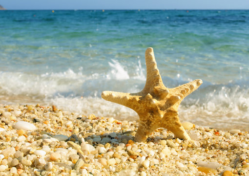 Starfish on a sand beach