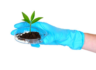 plant and hand in laboratory isolated on white
