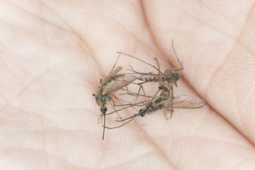 Hand holding three dead mosquitos