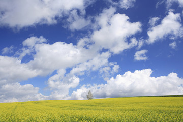 菜の花畑と雲