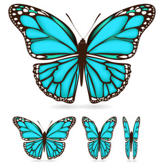 Fototapeta na wymiar set of blue butterfly isolated on white background