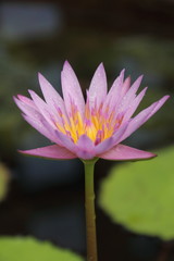 lotus in chiang mai thailand